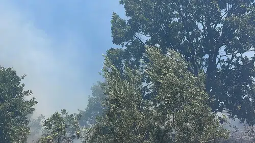 Gemlik'te Korku Dolu Dakikalar! Yangın Ormana Sıçramak Üzereyken O ...