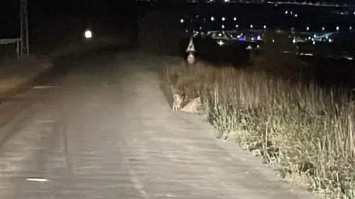 Sivas'ta Yol Kenarında Tilki Görüntülendi