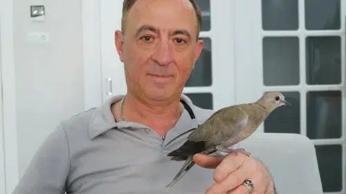 Sivas’ta Kargaların Saldırdığı Yavru Kumruyu Vatandaş Kurtardı