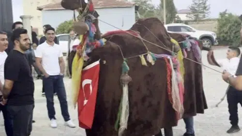 Sivas’ta Türkmen Geleneği Düğünlere Renk Katıyor: Deve Oyunu Büyük İlgi Gördü