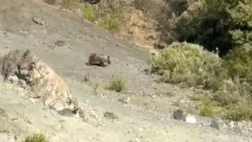 Sivas'ta bozayılar meyve bahçelerine zarar verdi