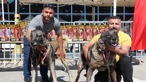 Sivas’ta Kangal Şöleni: 253 Köpek Güzellik Yarışmasında Podyuma Çıktı