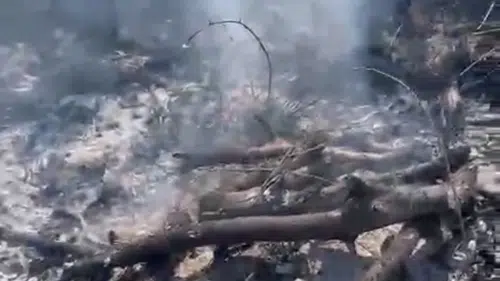 Düzce'de Korkutan Anız Yangını Alevler Ormanlık Alana Dayanmadan Söndü