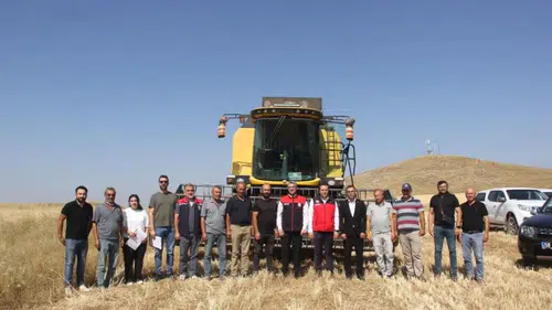 Sivas’ta ilk kez toprakla buluşturulan 5 farklı çeşit buğday hasat edildi