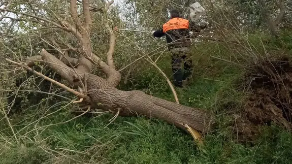 Düziçi’nde fırtına kabusu! Ağaçlar devrildi, yollar kapandı
