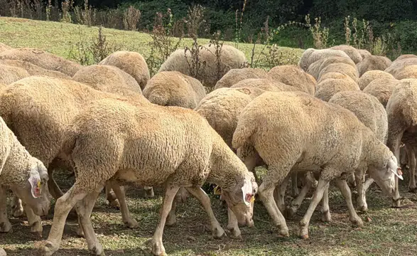 Üreticiye Büyük Destek: 100 Küçükbaş Teslim Edildi