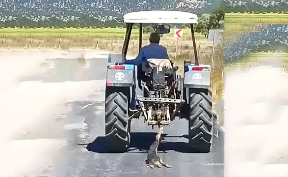 Köpeği Traktörün Arkasına Bağlayıp Sürükledi, Gözaltına Alındı