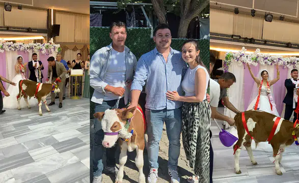 Düğünde Takı Merasimi Şaşırttı: Damada Canlı Buzağı Hediye Edildi