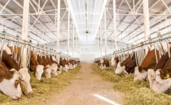 2027’de 480 Bin Baş Besilik Erkek Sığır İthal Edilecek