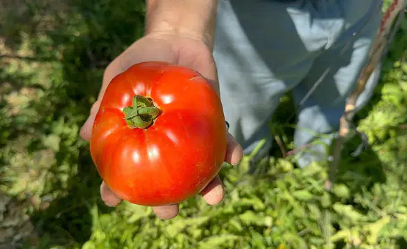 Doğal Üretimle Yetiştirdiği Dev Domatesler Görenleri Şaşırttı