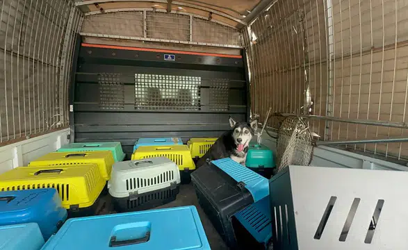 Yaşlı Kadının Evinden Bir Kamyon Çöp ve 30 Kedi Çıktı!