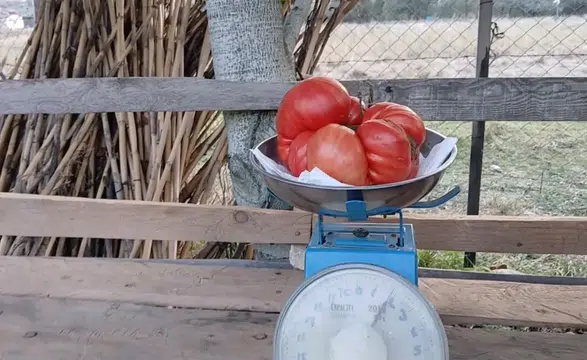 Şaşırtan Hasat: Tam 2 Kilogramlık Dev Domates Yetiştirdi