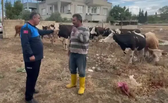 17 Büyükbaş Hayvan Ortadan Kayboldu: Sahibi Bu Detayla Bulundu