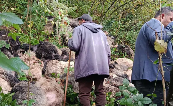 Trabzon'da Sürü Uçuruma Sürüklendi: 184 Koyun Telef Oldu