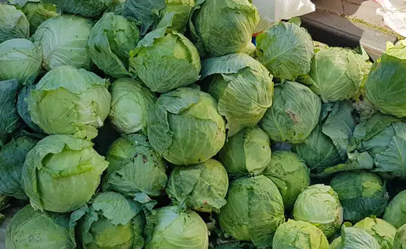 Sivas Pazarlarının Gözdesi Alucra Beyaz Lahanasında Hasat Heyecanı