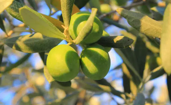 Gemlik Ziraat Odası 2026 Yılı Zeytin Maliyetlerini Açıkladı