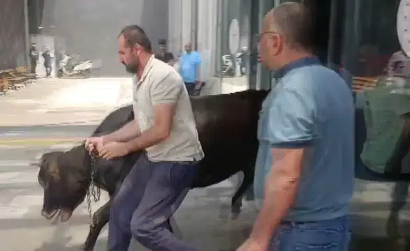 Kurbanlık Dana Acil Servise Daldı! Hastanede Panik Dolu Anlar