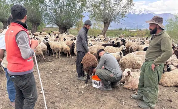 Türkiye'de Afganistan'dan gelen çobanlar işe başladı