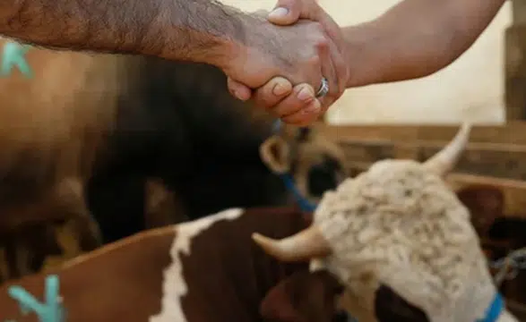 Vekaletle kurban kesiminde dikkat edilmesi gerekenler