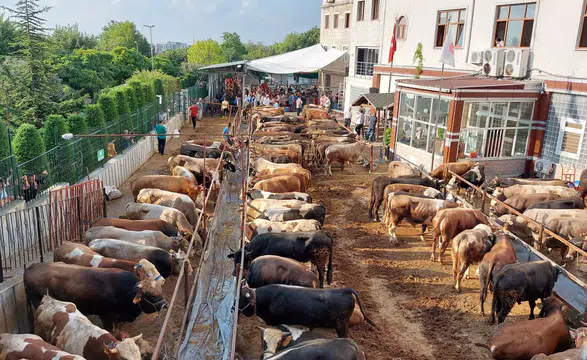 Sokakta kurban kesip, atıklarını gömenlere ağır cezalar kesilecek