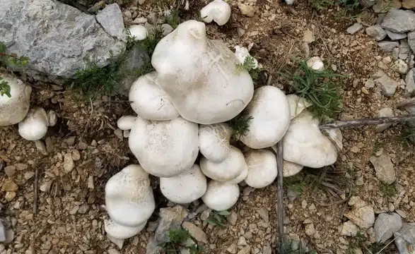 Dağların İncisi Çaşır Mantarı Pazarda: Kilosu 2 Bin TL!