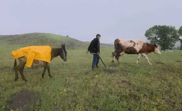 Eşeği Islanmasın Diye Yağmurluğunu Veren Fedakar Çoban