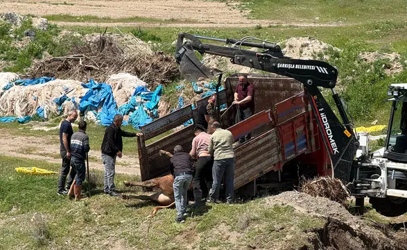 Mezbahaneden Kaçan Tosun Kovalamaca Sonunda Yakalandı