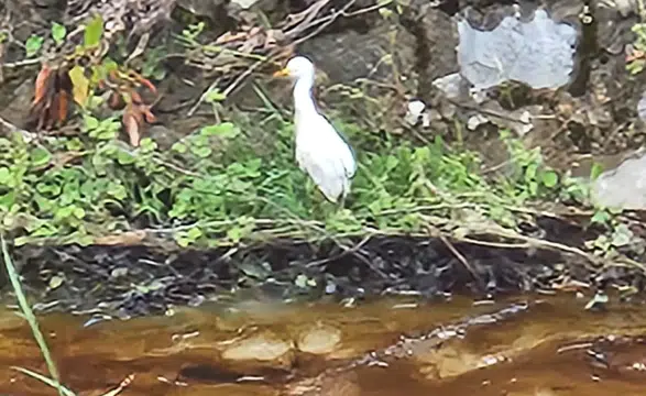 Kastamonu’da Dereye Kimyasal Atık Karıştı! Vatandaşlar Tepkili
