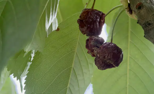 Aşırı Yağışlar Meyve Ağaçlarında Verimi Düşürdü