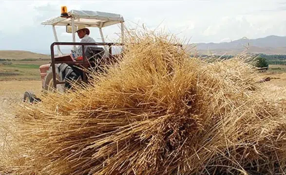 Yem fiyatlarında düşüş! Saman fiyatları yarı yarıya geriledi