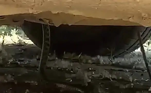 Park Halindeki Aracın Motorundan Dev Yılan Çıktı!