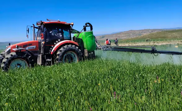 Sivas'ta Buğday Tarlalarında Sarı Pas Alarmı! Çiftçilere Acil İlaçlama Uyarısı