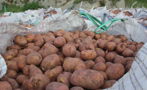 Sivas'ta patates ekim sezonu başladI, hedef 75 bin ton