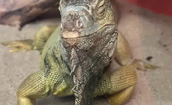 Ev Değil Egzotik Hayvanat Bahçesi! Tarantula, Savan Varanı, Akrep Ne Ararsan Var!