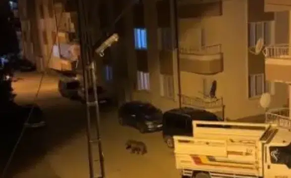 Sivas’ta Ayı Alarmı: Gündüz Kırsalda, Gece Mahalle Aralarında Görülüyor