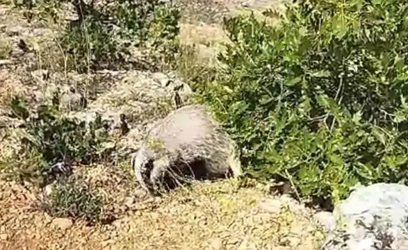 Mantar Toplarken Bal Porsuğu Saldırısına Uğradı!
