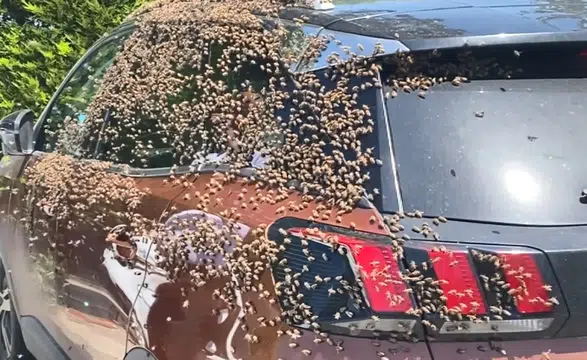 Arı İstilası! Oğul Atan Arılar Otomobili Sardı: Vatandaş Kaçtı