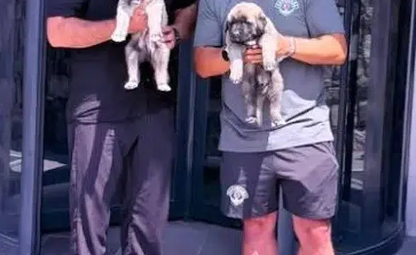 Emre Belözoğlu'na Sivas'tan Safkan Kangal Hediyesi