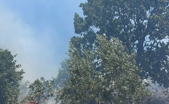 Gemlik'te Korku Dolu Dakikalar! Yangın Ormana Sıçramak Üzereyken O ...