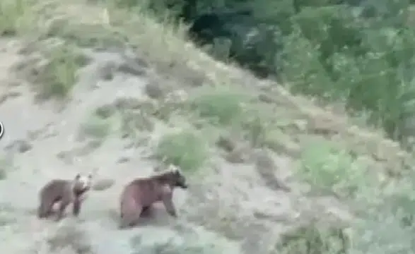Sivas Doğanşar'da Anne Ayı ve Yavrusu Kamerada