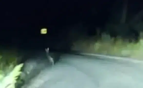 Sivas’ta Yola Çıkan Dev Tavşan Kamerada