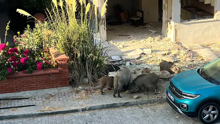 Domuz Sürüsü Binaların Bahçelerine Girdi: Vatandaşlar Tedirgin!