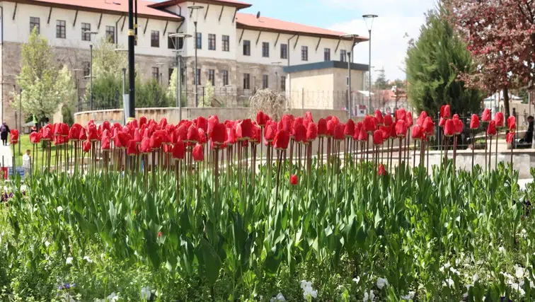 Tarihi Kent Meydanı Lalelerle Renklendi!