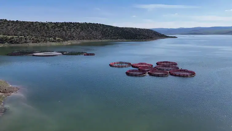 Bozkırın Somon Adayları Hazır: Dünyaya Balık İhracatı!