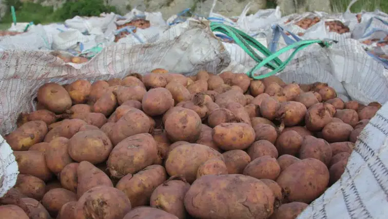 Sivas'ta patates ekim sezonu başladI, hedef 75 bin ton