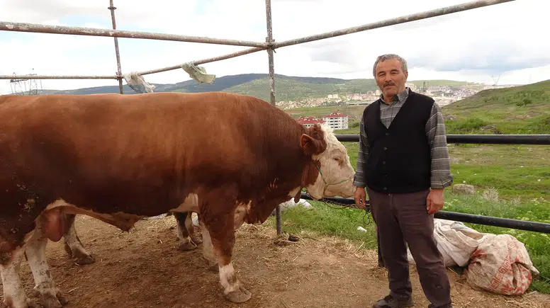 1150 Kiloluk Şampiyon Tosun Pazarın Gözdesi Oldu!
