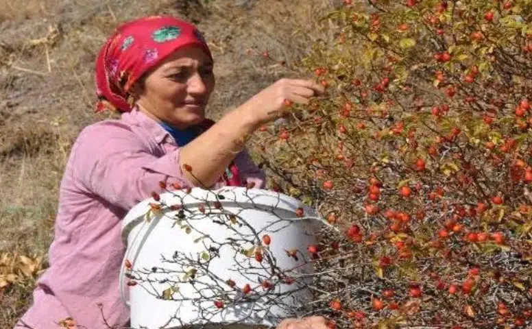 Limon ve portakala rakip çıktı! Sivas’ta yetişiyor, gören çuvalını dolduruyor