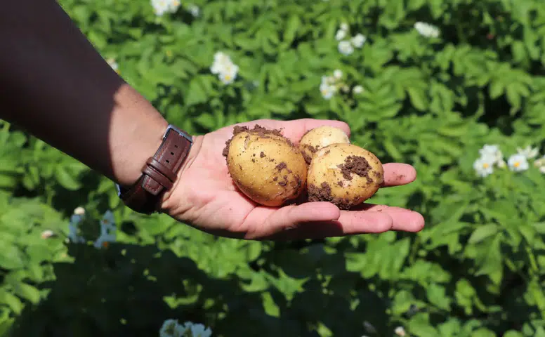 Sivas'ta Tarımsal Verimlilik İçin Denetim: Patates Ekili Alanlar Mercek Altına Alındı