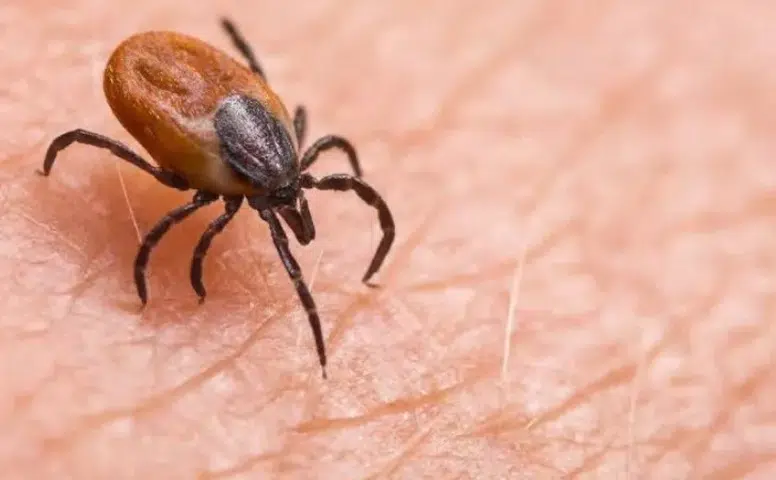Bir Kene Daha Can Aldı! Sivas’ta KKKA Şüphesiyle Tedavi Gören Genç Hayatını Kaybetti