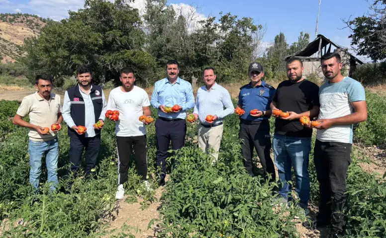 Koyulhisar Domatesinde Üretim Çalışmaları Yerinde İncelendi